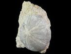 Displayable Fossil Sea Urchin (Clypeus) - England #65855-2